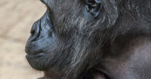 Сотрудники Московского зоопарка поздравили гориллу с Днем рождения. Фото: сайт мэра МосквыСотрудники Московского зоопарка поздравили гориллу с Днем рождения. Фото: сайт мэра Москвы