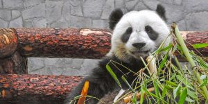 Сотрудники Московского зоопарка рассказали о рационе панд. Фото: сайт мэра Москвы