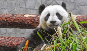 Московский зоопарк рассказал о питании большой панды. Фото: сайт мэра Москвы