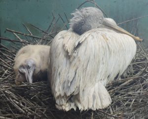 Птенец пеликана вылупился в Московском зоопарке. Фото предоставили в пресс-службе Московского зоопарка