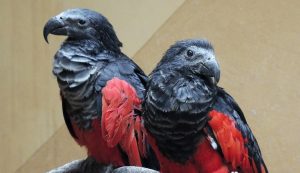 Редкие попугаи появились в Московском зоопарке. Фото предоставили в пресс-службе зоопарка