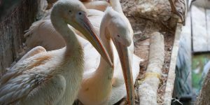 Птенцы кудрявых пеликанов появились на свет в Московском зоопарке. Фото: сайт мэра Москвы