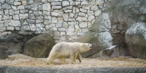 Голосование по выбору имени белому медвежонку Московского зоопарка началось. Фото: сайт мэра Москвы
