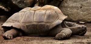 Видео с кормлением черепахи показали сотрудники Московского зоопарка. Фото: pixabay.com