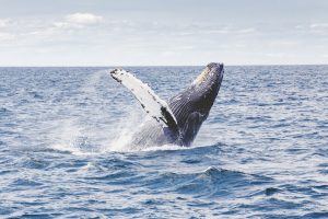 Онлайн-лекцию о китообразных проведет Зоомузей. Фото: pixabay.com