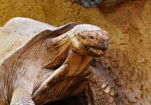 Сухопутных черепах Московского зоопарка перенесли в теплое место. Фото: pixabay.com