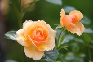 Розы распустились в Краснопресненском парке. Фото: pixabay.com