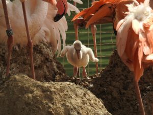 Птенцы фламинго родились в Московском зоопарке. Фото предоставили в пресс-службе зоопарка