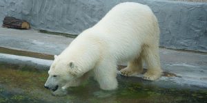 Якутской белой медведице Московского зоопарка выбрали имя. Фото: сайт мэра Москвы