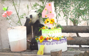 День рождения панд отметили в Московском зоопарке. Фото предоставили в пресс-службе зоопарка