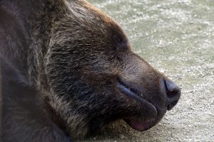 Медведи уснули в Московском зоопарке. Фото: pixabay.com