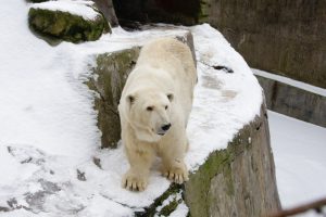 Сотрудники Московского зоопарка сообщили о животных во время зимы. Фото: pixabay.com
