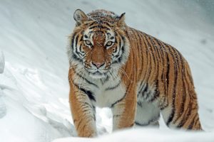 Сотрудники Московского зоопарка рассказали о новогодней зарядке для юных тигриц. Фото: pixabay.com