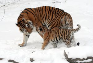 Киперы Московского зоопарка рассказали как они балуют тигриц. Фото: pixabay.com
