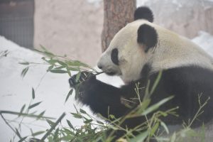 Международный день панд состоится в Московском зоопарке. Фото: Анна Малакмадзе, «Вечерняя Москва»