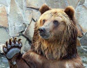 Медведи проснулись в Московском зоопарке. Фото предоставила пресс-служба Московского зоопарка