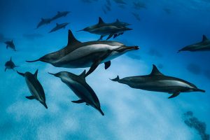 Лекцию «Киты и дельфины — люди моря» прочитают в зоологическом музее. Фото: pixabay.com