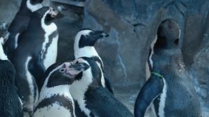 Пингвины Московского зоопарка перебрались в летнюю резиденцию. Фото предоставила пресс-служба Московского зоопарка