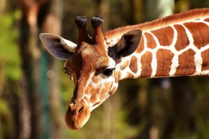 Жираф Московского зоопарка вышел в открытый вольер. Фото: pixabay.com 