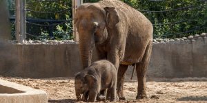 Истории слонов Московского зоопарка рассказали жителям столицы. Фото: сайт мэра Москвы
