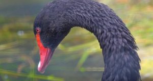 Птенцы черного лебедя появились в зоопарке. Фото взято с официальной страницы учреждения в социальных сетях 