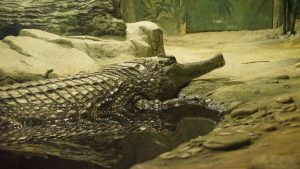 Крокодила из Московского зоопарка выбрали кличку посредством надводного голосования. Фото взято со страницы Департамента транспорта Москвы 