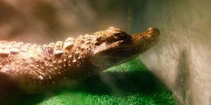 Жители города выберут имя крокодилу из Московского зоопарка. Фото: сайт мэра Москвы