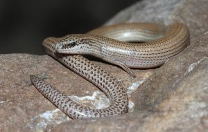 Сотрудник Зоологического музея провел работу над иранскими змееящерицами. Фото взято с сайта культурного учреждения 