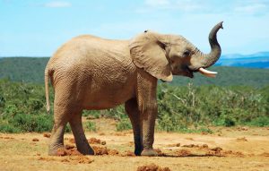 Представители Зоологического музея рассказали о слонах. Фото взято с сайта культурного учреждения