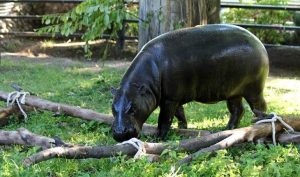 Зимний домик для бегемота Ксюши появился в Московском зоопарке. Фото взято с официального сайта Московского зоопарка