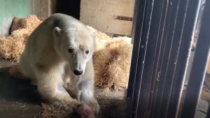 Медведь Диксон искупался в бассейне Московского зоопарка. Фото взято из Telegram-канала директора Московского зоопарка