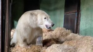Сотрудники Московского зоопарка получили награду за спасение белых медведей. Фото взято из социальных сетей директора Московского зоопарка