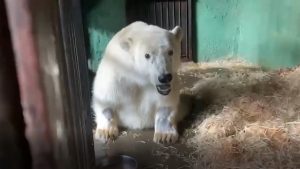 На фото белый медведь Диксон. Изображение взято из социальных сетей руководителя Московского зоопарка