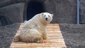 Медведь Диксон начал активно двигаться в бассейне. Фото предоставила пресс-служба зоосада