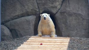 Москвичам рассказали о новом способе кормления медведя Диксона. Фото: пресс-служба зоосада