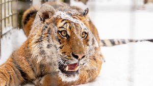 Сотрудник зоомузея приняла участие в научном исследовании тигров. Фото: Анна Темнышова, «Вечерняя Москва»
