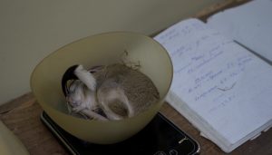 Тушканчики Московского зоопарка впали в спячку. Фото: пресс-служба зоосада