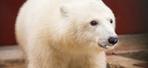 Гендиректор Московского зоопарка рассказала о лечении медведя Диксона. Фото: сайт мэра Москвы