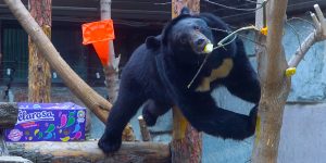Московский зоопарк рассказал о питании гималайского медведя. Фото: пресс-служба зоопарка
