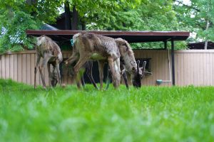 Северных оленей заселили в Московский зоопарк. Фото: пресс-служба зоопарка