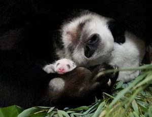 Директор Московского зоопарка рассказала о жизни панды и ее детеныша. Фото: Telegram-канал Светланы Акуловой 