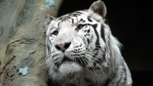 Программа ко Дню тигра прошла в Московском зоопарке. Фото: Владимир Смоляков, «Вечерняя Москва»
