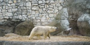 День полярного медведя отметили в Московском зоопарке. Фото: сайт мэра Москвы