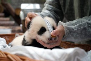 Москвичам рассказали о жизни подросшей панды Катюши. Фото: пресс-служба Московского зоопарка