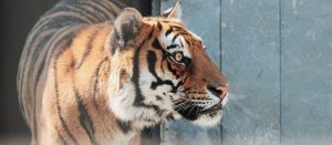 Тигры, львы и пантеры: Московский зоопарк проведет «Кошачью неделю». Фото: сайт мэра Москвы