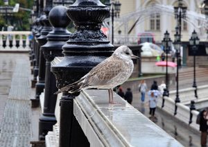 Птиц из орнитария в «Сокольниках» передали в Московский зоопарк. Фото: Анна Быкова, «Вечерняя Москва»