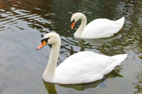 Сотрудники Московского зоопарка приняли лебедей-шипунов на зимовку. Фото: пресс-служба управы района Хамовники