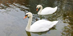 Сотрудники Московского зоопарка приняли лебедей-шипунов на зимовку. Фото: пресс-служба управы района Хамовники