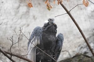 Пару андских кондоров поселили в вольер Московского зоопарка. Фото: пресс-служба Департамента культуры города Москвы