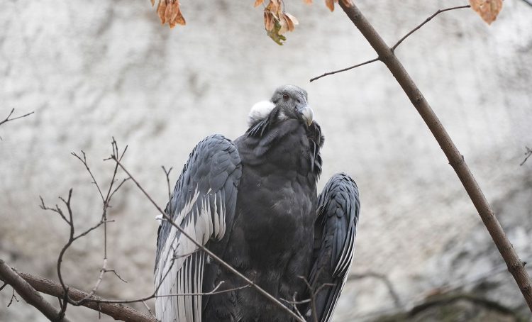Пару андских кондоров поселили в вольер Мсковского зоопарка. Фото: пресс-служба Департамента культуры города Москвы